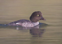 Bucephala clangula